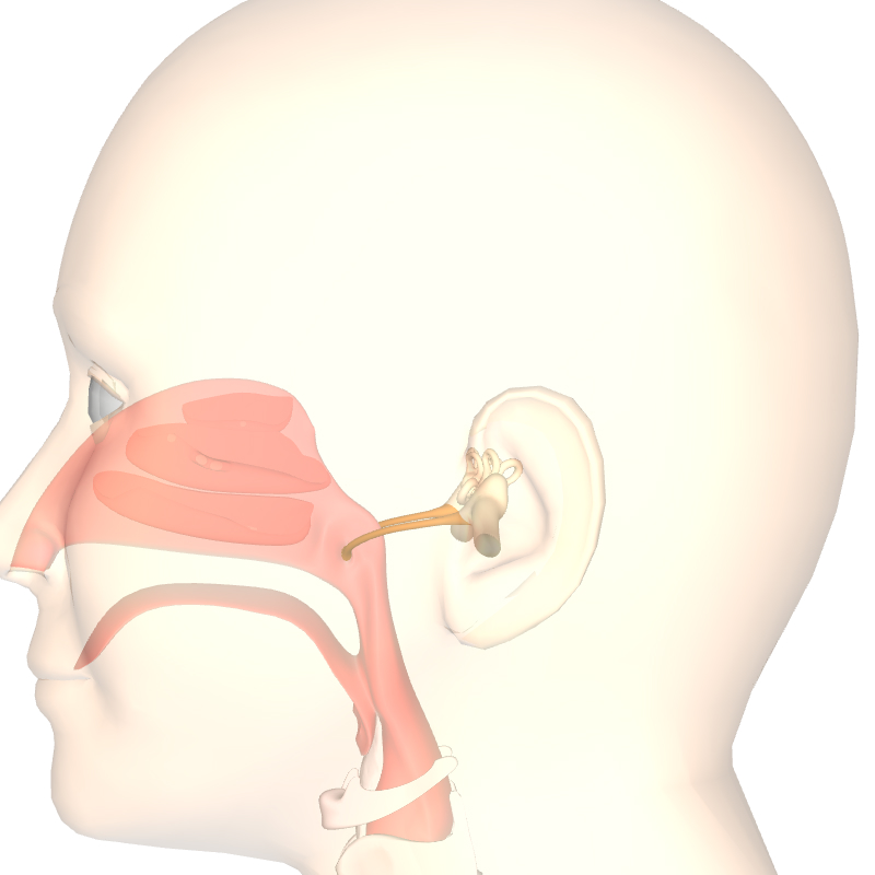 耳 管 開放 症